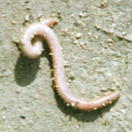 No no, this is an earthworm, definitely not a woodlouse !