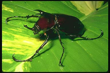 No no, this is a beetle, not a woodlouse !