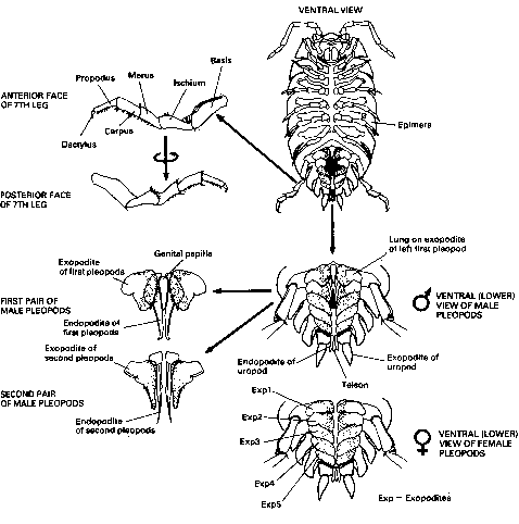 {Disgusting images of a sacrificed cloporte}